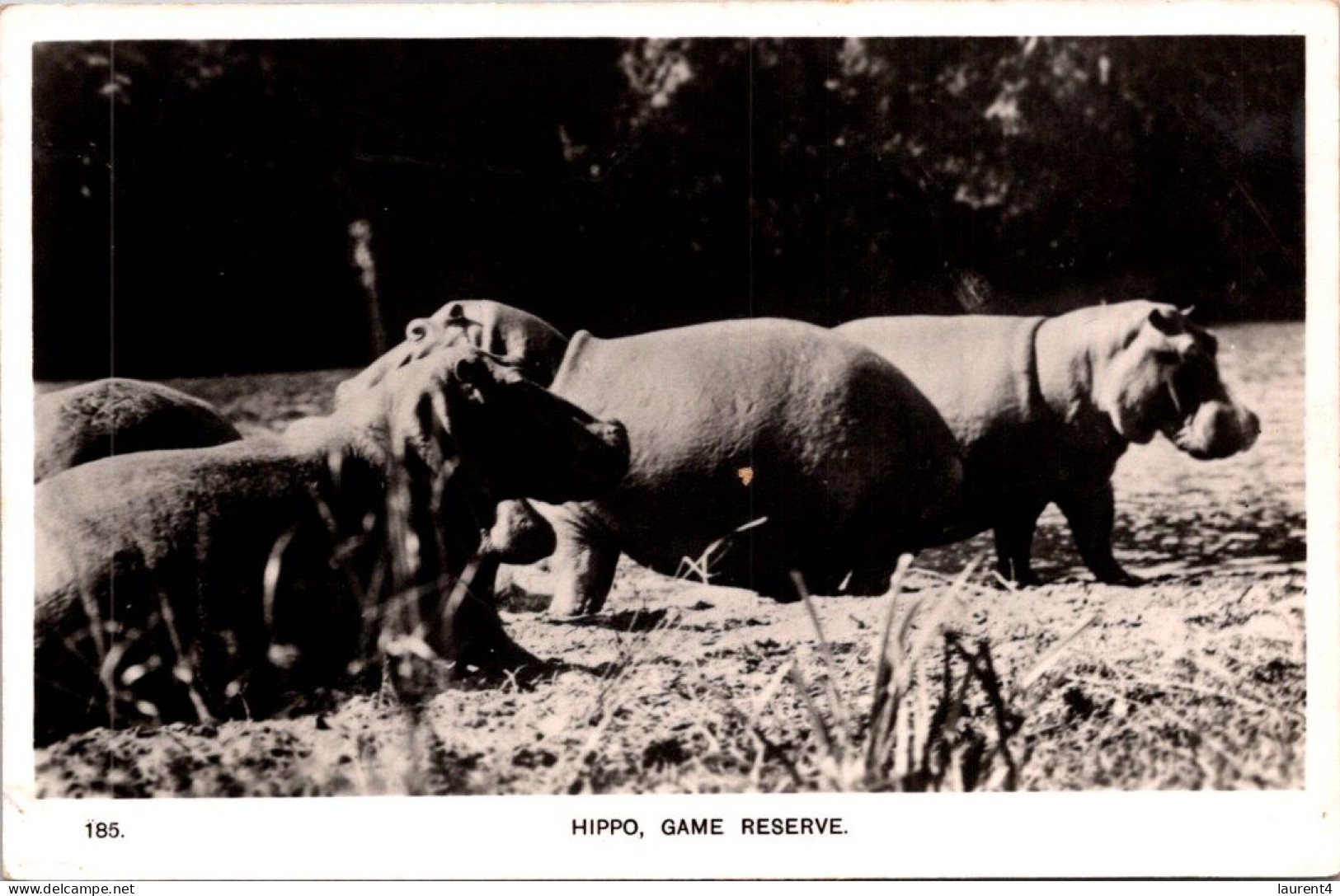 20-11-2023 (2 V 46) Hippopotamus At Hippo Game Reserve (b/w) / Hippopotame - Flusspferde