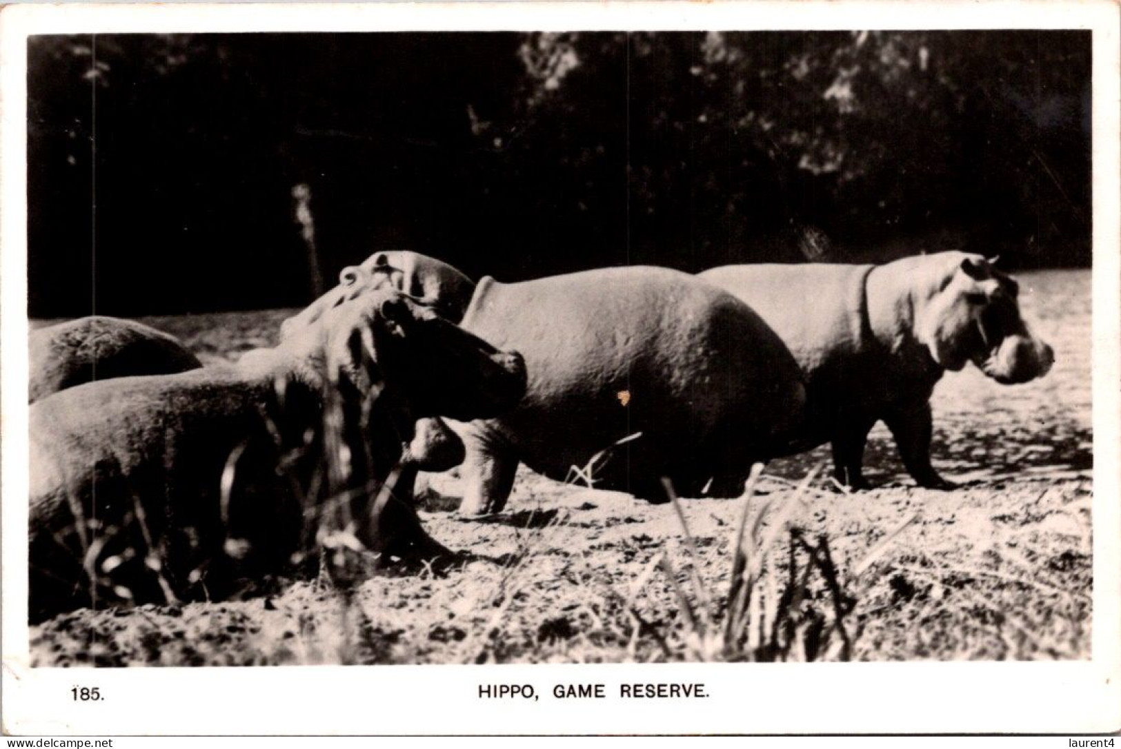 20-11-2023 (2 V 46) Hippopotamus At Hippo Game Reserve (b/w) / Hippopotame - Ippopotami