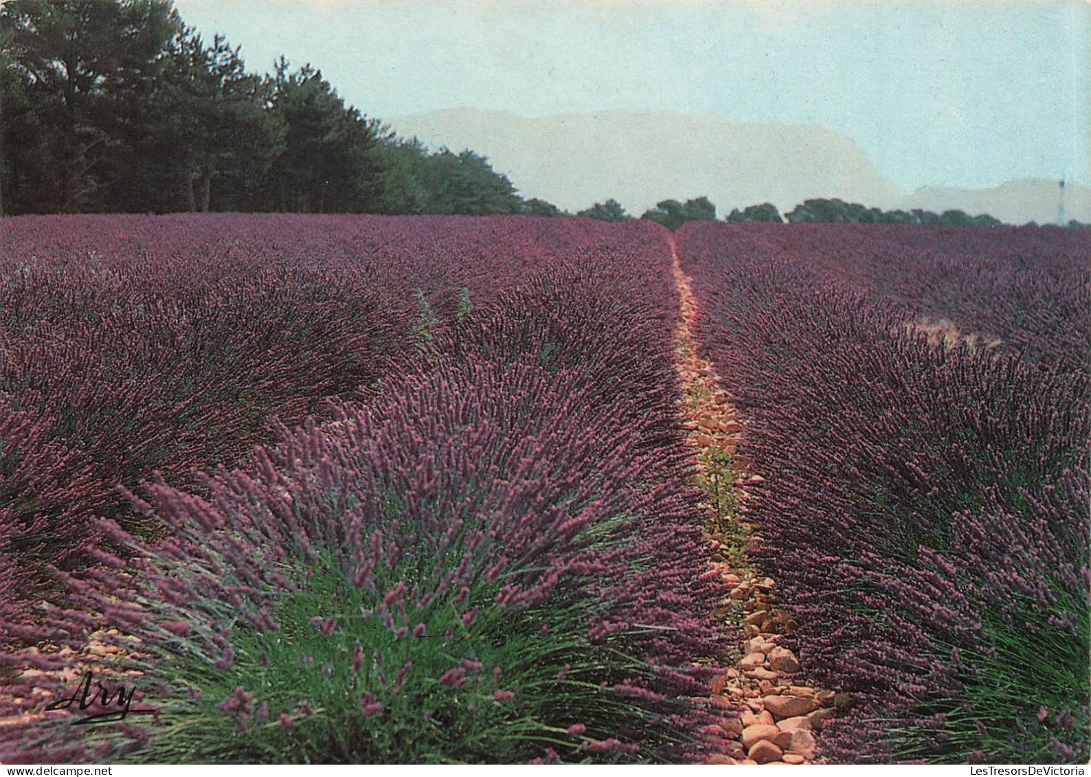 FRANCE - La Provence Pittoresque - Un Champ De Lavande En Fleurs - Carte Postale - Provence-Alpes-Côte D'Azur