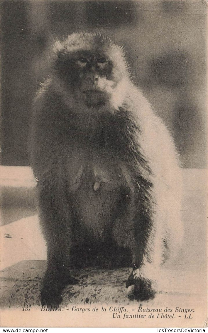 ALGÉRIE - Blida - Gorges De La Chiffa - Ruisseau Des Singes - Un Familier De L'hôtel - Carte Postale Ancienne - Blida