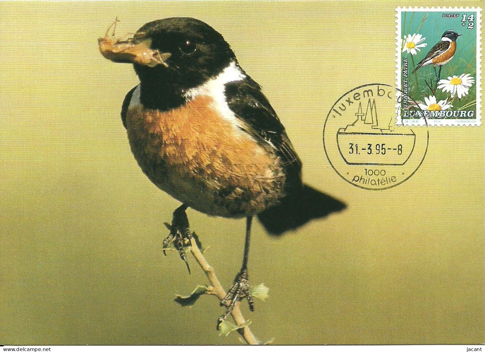 Carte Maximum - Oiseaux - Luxembourg - Cartaxo Comum - European Stonechat - Traquet Patre - Saxicola Rubicola - Maximumkaarten