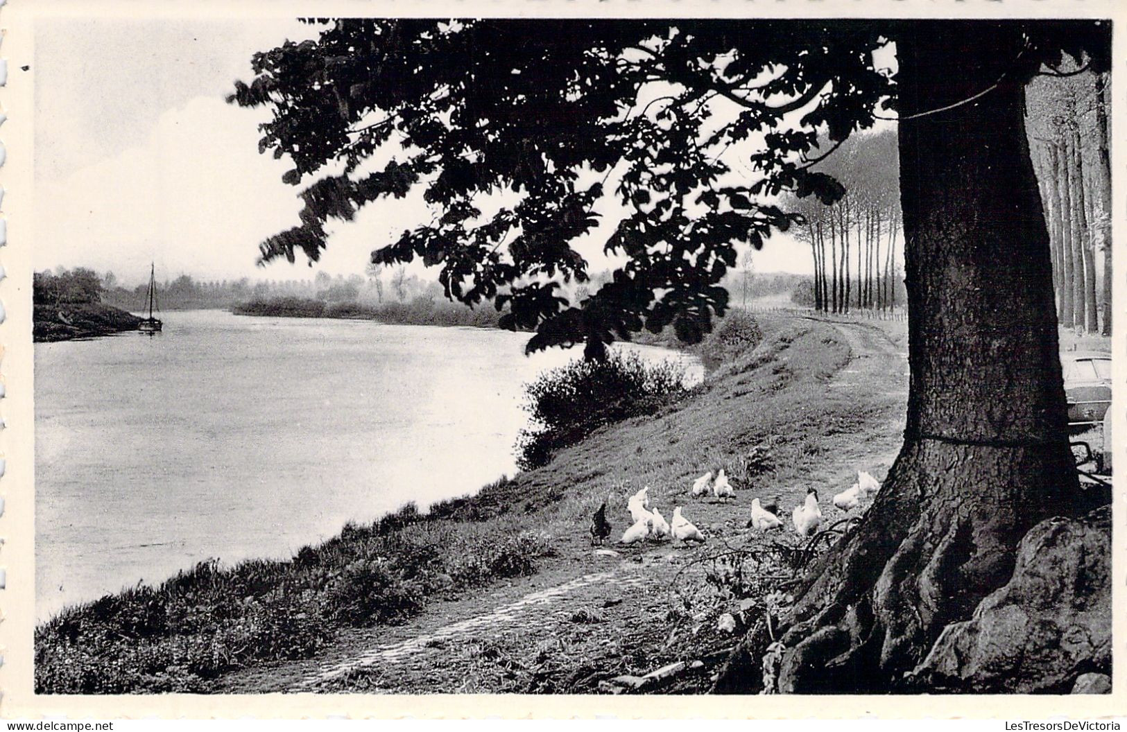 BELGIQUE - Mechelen Aan De Maas - Wandeling Langs De Maas - Carte Postale Ancienne - Maasmechelen