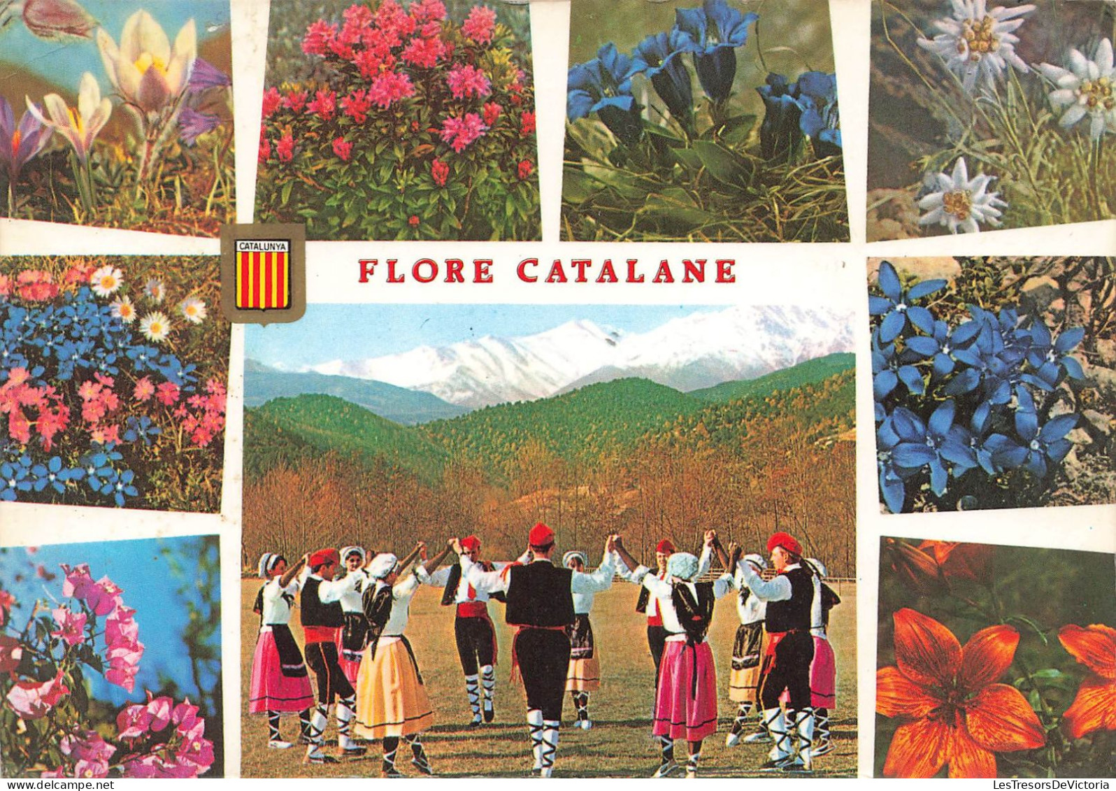 FLEURS - Flore Catalane - Carte Postale Ancienne - Blumen