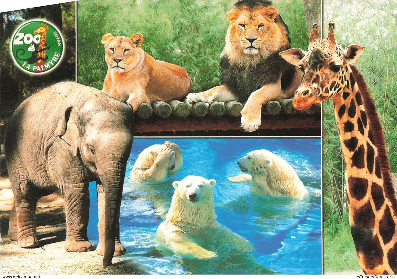 FRANCE - Les Mathes - Zoo De La Palmyre - Ours - Girafes - éléphant - Lions - Carte Postale - Les Mathes