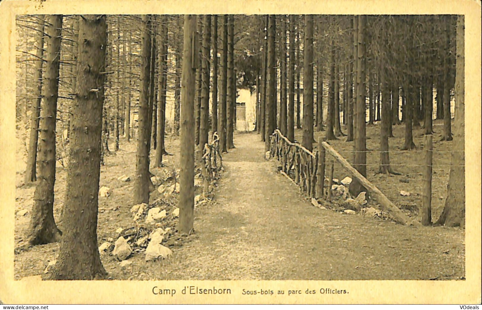 Belgique - Liège - Kamp Van Elsenborn - Camp D'Elsenborn - Sous-bois Au Parc Des Officiers - Elsenborn (camp)