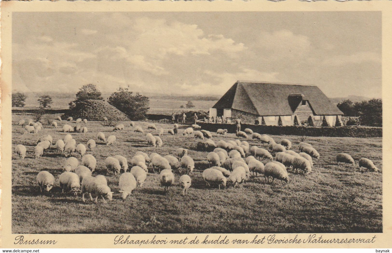 NL105A  --  BUSSUM  --  SCHAAPSKOI MET DE KUDDE VAN HET GOOISCHE NATUURRESERVAAT  --  1919 - Bussum