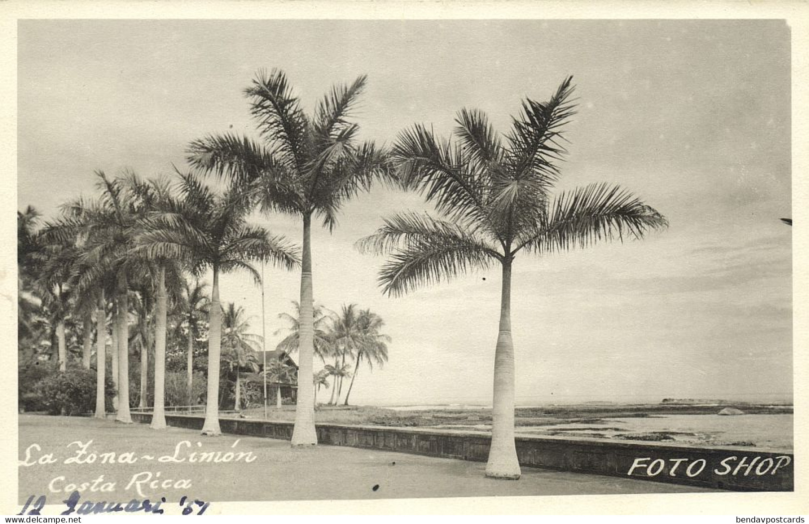 Costa Rica, C.A., LIMÓN, La Zona, Palm Trees (1951) RPPC Postcard - Costa Rica