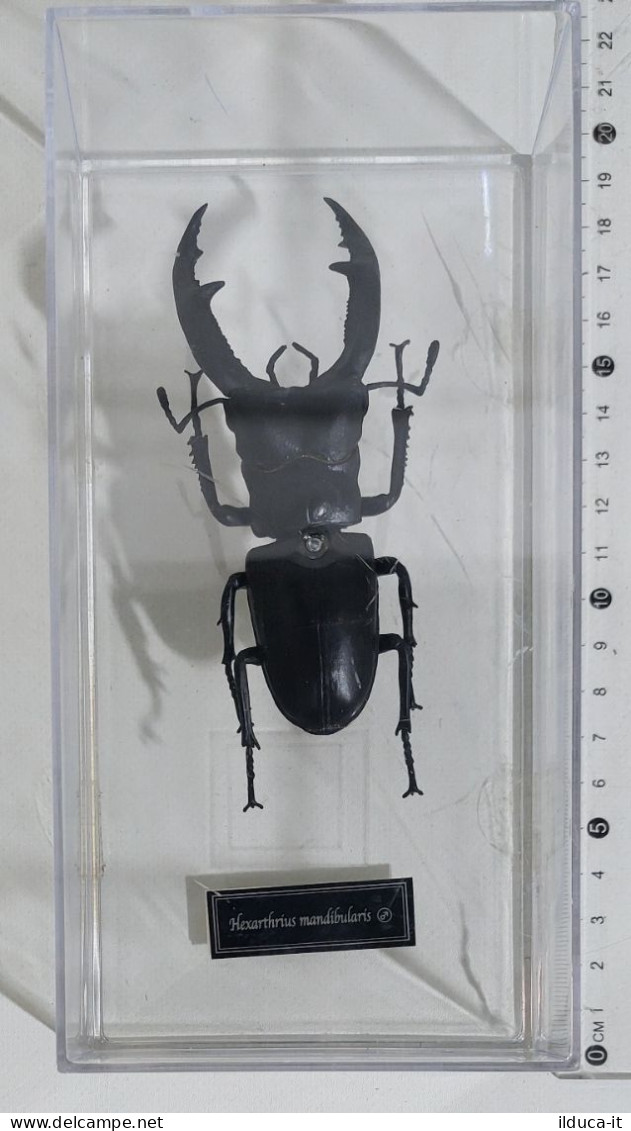 57796 Collezione Insetti De Agostini - EXARTHRIUS MANDIBULARIS - Figurini & Soldatini