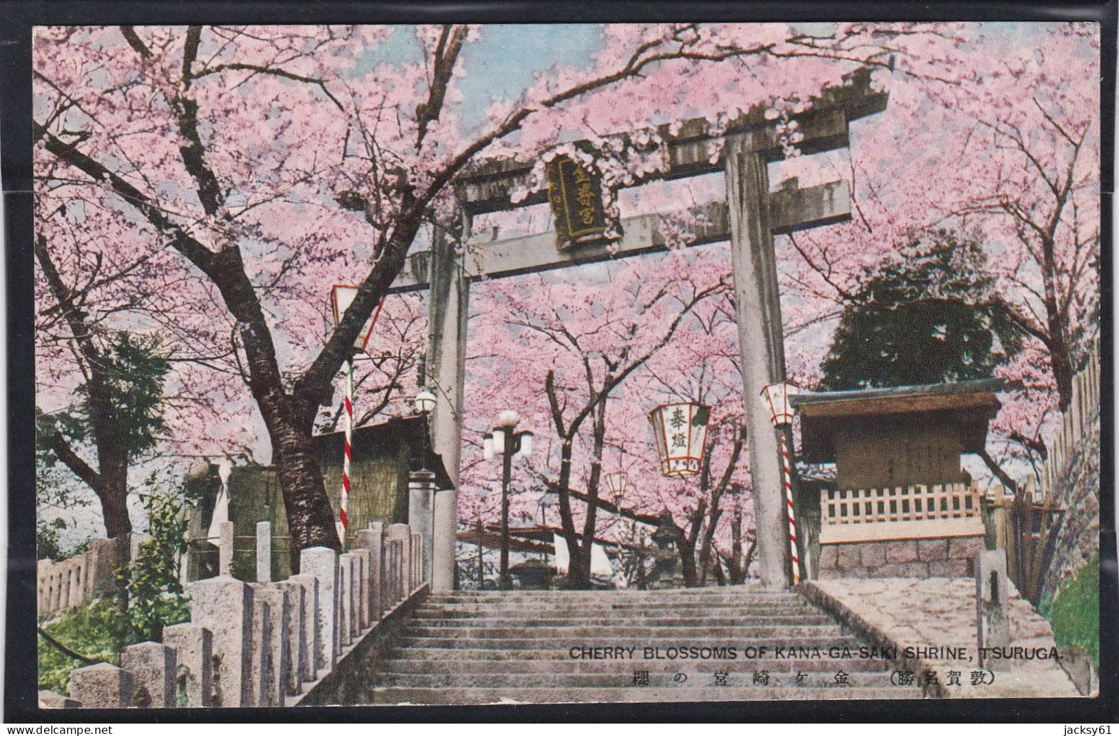 Cherry Blossoms Of Kana-ga-saki Shrine,tsuruga - Hiroshima