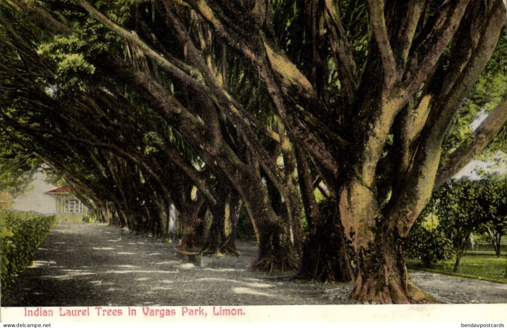 Costa Rica, C.A., Vargas Park, Indian Laurel Trees (1910s) Wimmer Postcard - Costa Rica