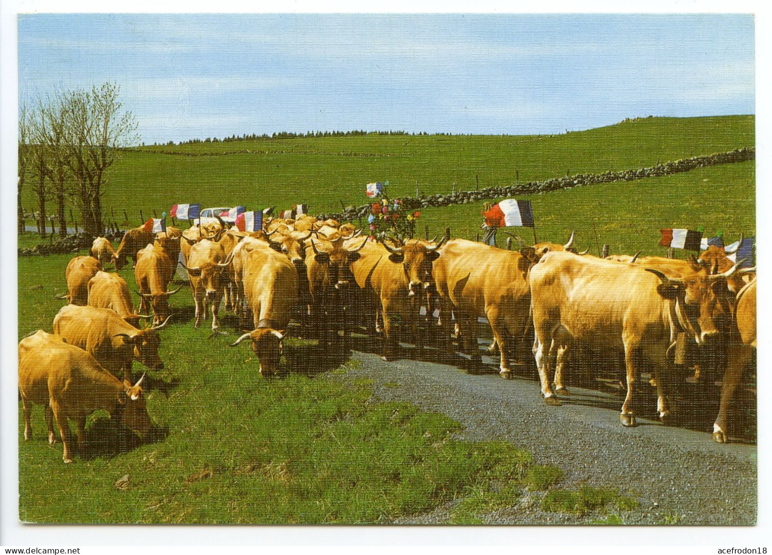 48 - Sur Les Monts D'Aubrac - La Transhumance - Aumont Aubrac