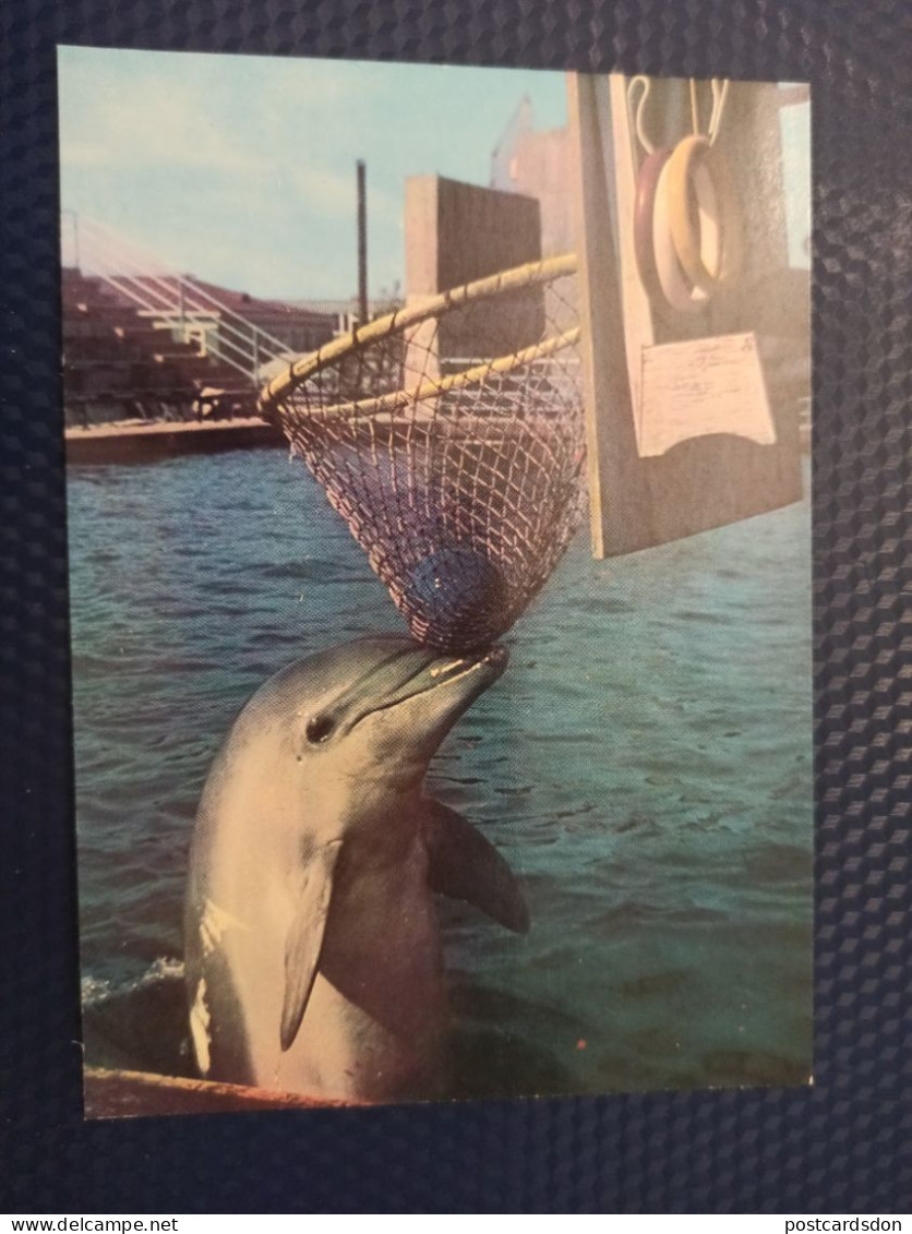 OLD Soviet POSTCARD -  Georgia, Batumi Zoo Oceanarium. Georgia  - DOLPHIN Playing Basketball 1980 - Dauphins