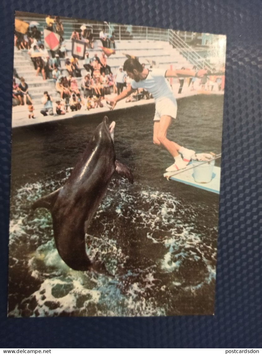 OLD Soviet POSTCARD -  Georgia, Batumi Zoo Oceanarium. Georgia  - DOLPHIN  1980 - Dolfijnen