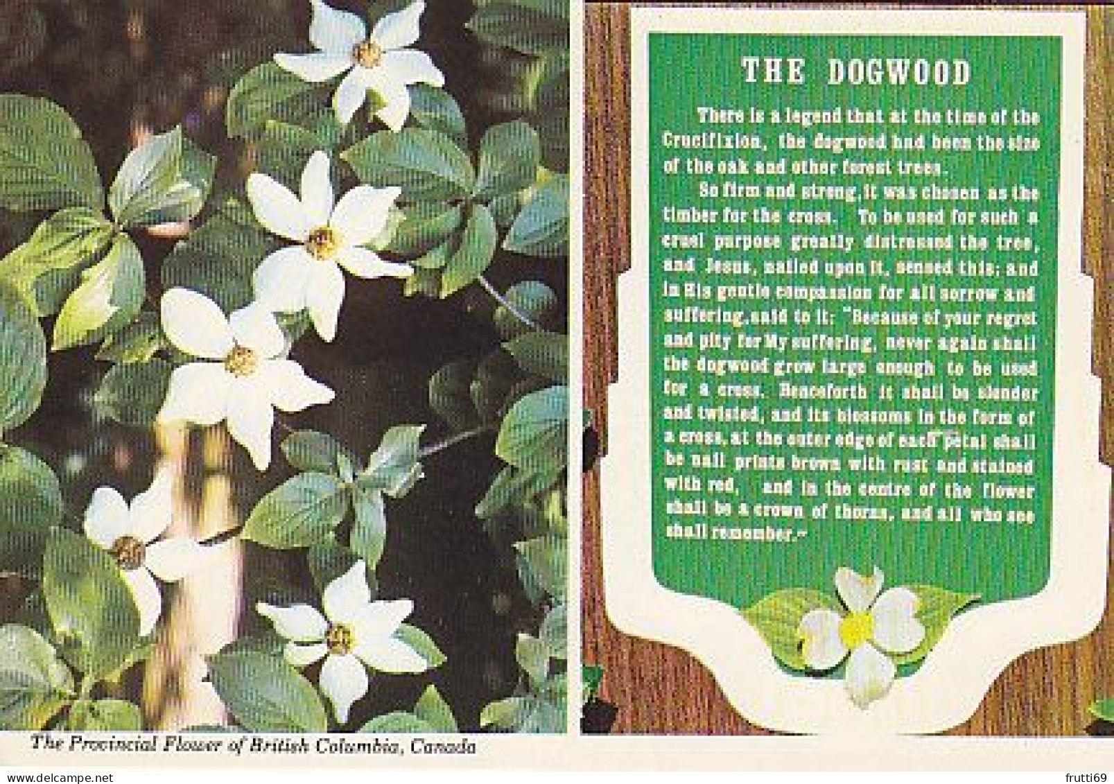AK 181625 CANADA - British Columbia - Provincial Flower - The Dogwood - Victoria