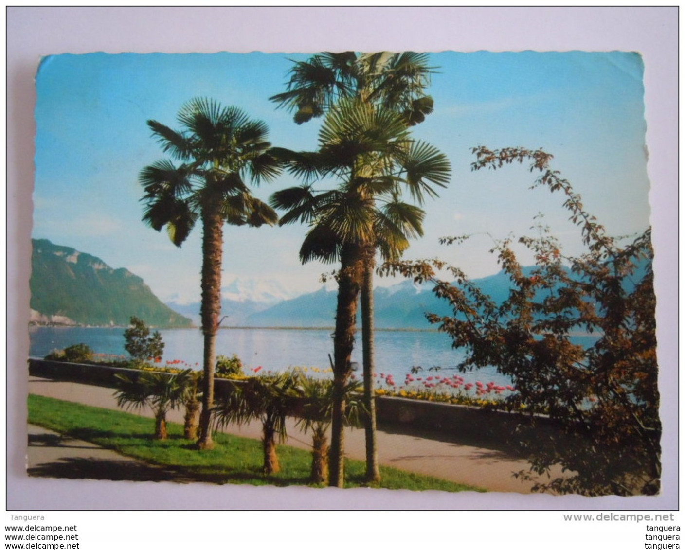 Cpsm Suisse Lac Leman Et Les Dents Du Midi Palmiers Circulée 1967 Flamme Formule 1 Ollon-Villars - Lake Geneva