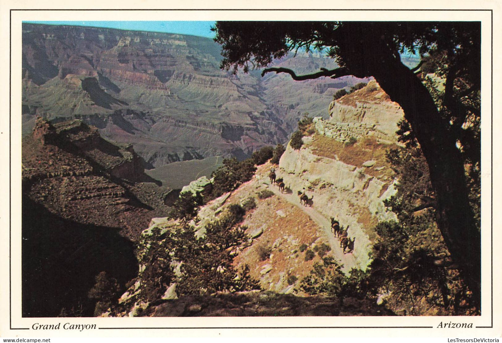 ETATS-UNIS - Arizona - Grand Canyon - The Famous Mule Train - Carte Postale - Grand Canyon