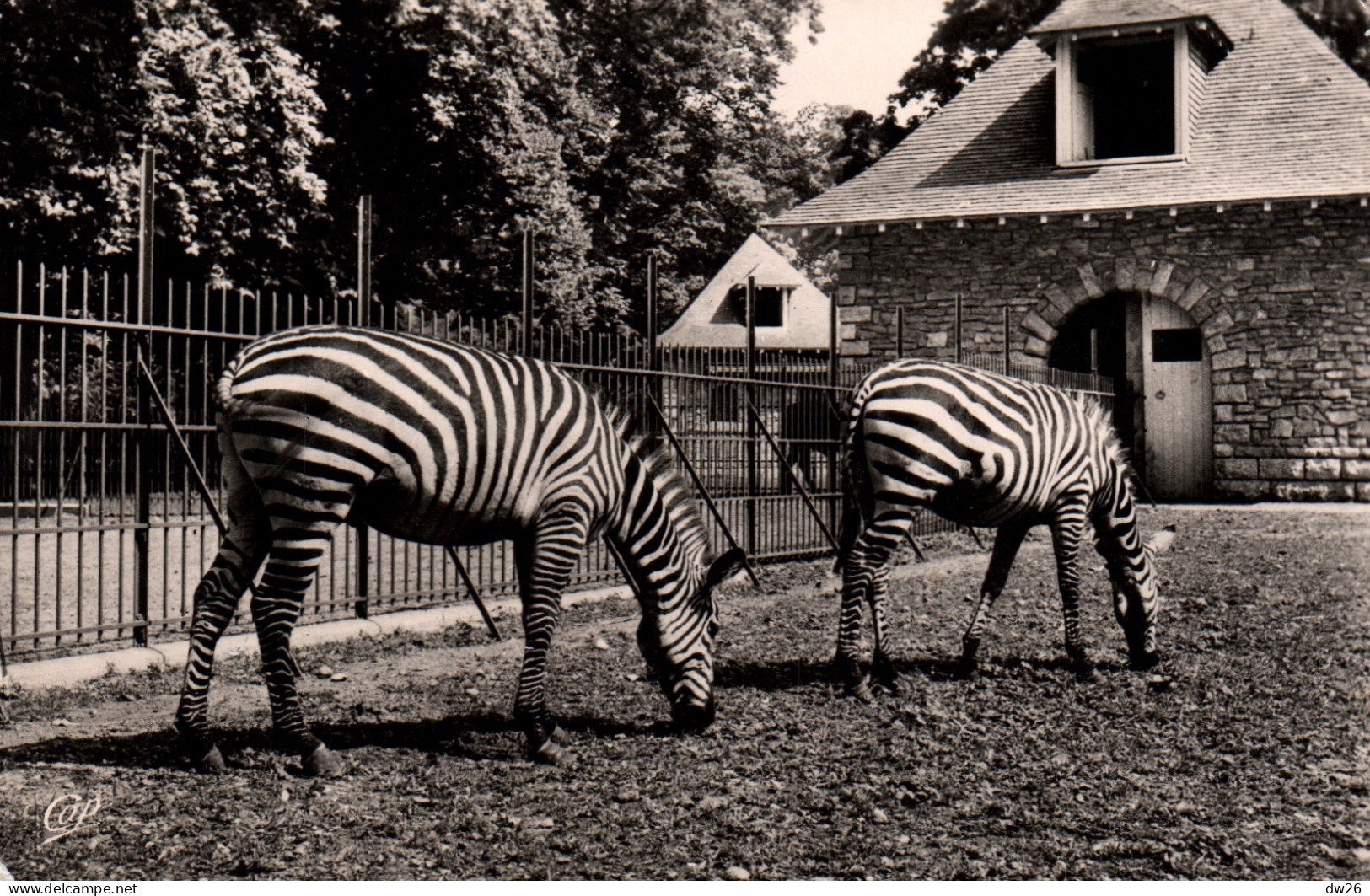 Les Zèbres à Lyon Au Parc De La Tête D'Or - Carte CAP N° 222 De 1955 - Zebras