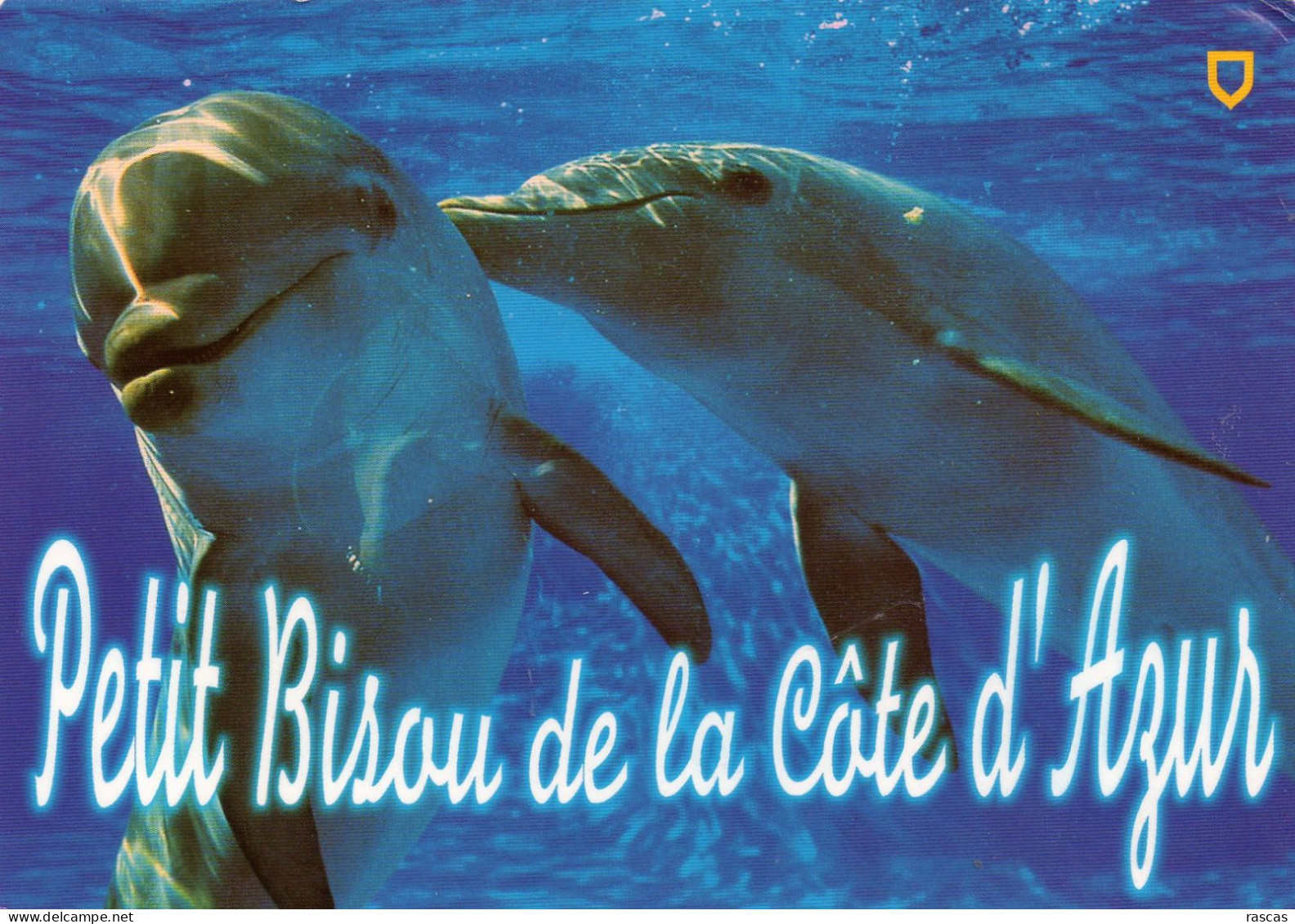 CPM -  D - PETIT BISOU DE LA COTE D'AZUR - DAUPHIN - Dolfijnen