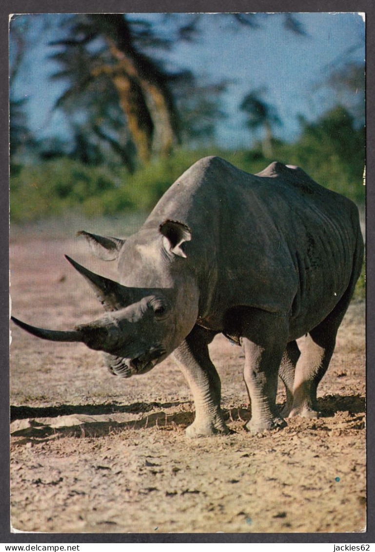 116594/ Rhinocéros Africain - Rhinocéros