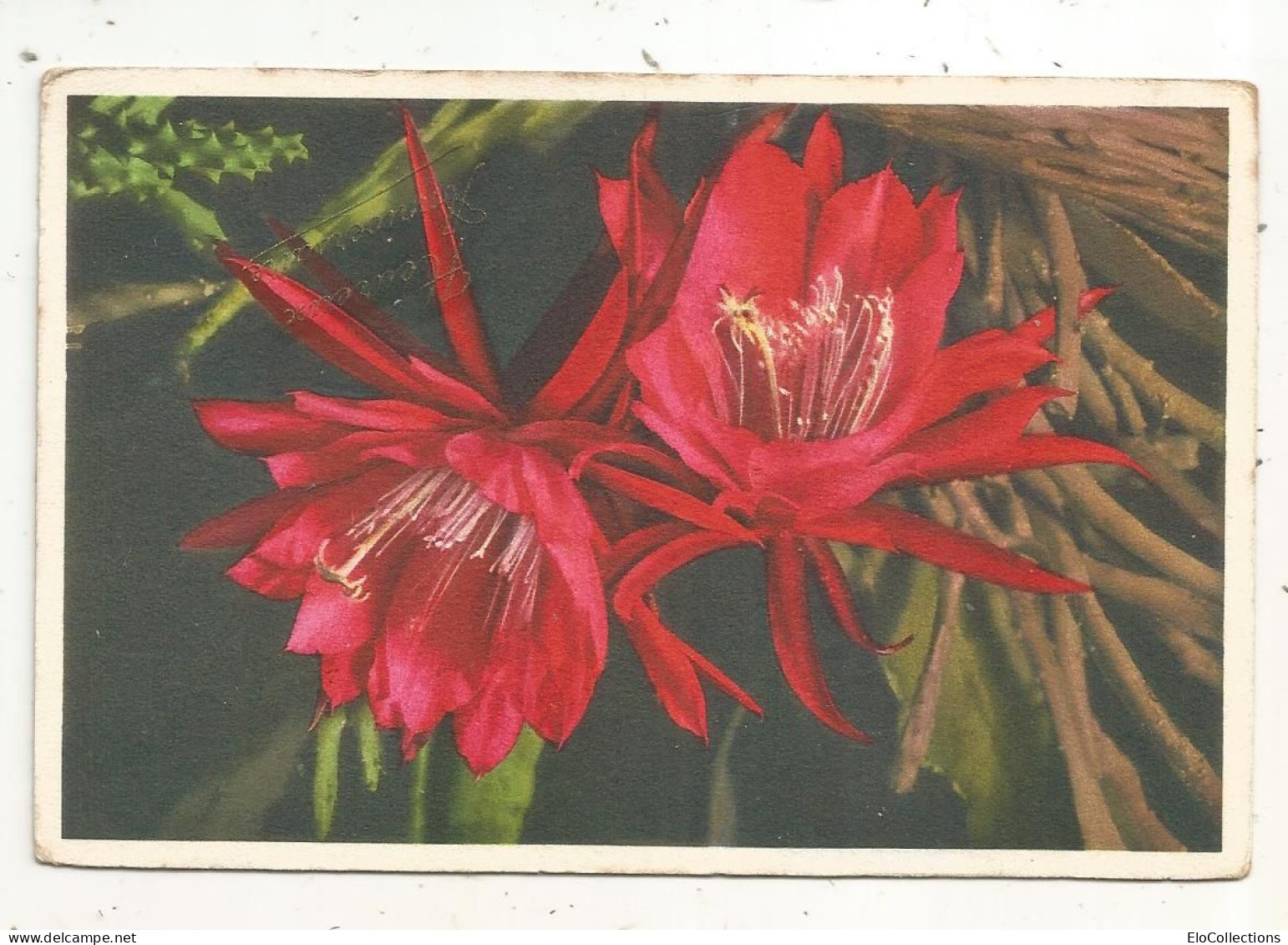 Cp, Cactus, Fleurs, Plante, écrite , Ed. S.T.Z.F. N° 316 - Sukkulenten