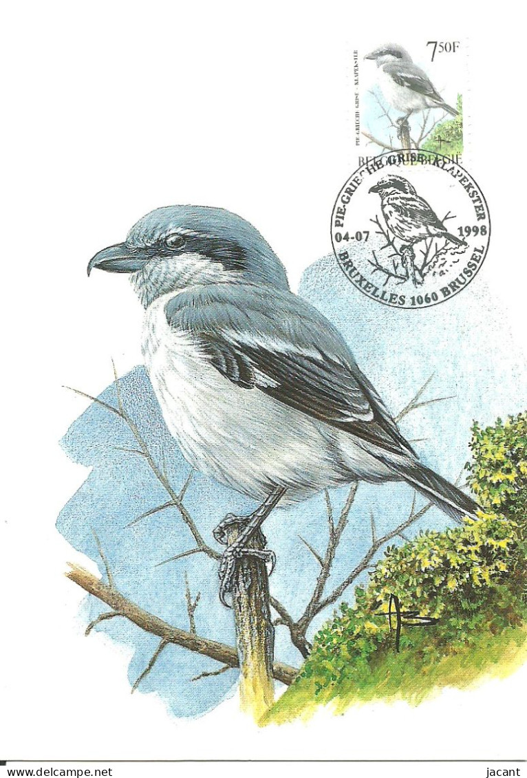 Carte Maximum - Oiseaux - Belgique - Picanço - Pie Grieche Grise - Great Grey Shrike - Lanius Excubitor - 1991-2000