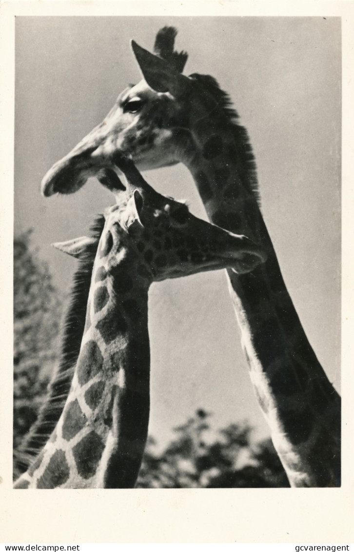 GIRAFFEN    PHOTOCARD - Giraffen