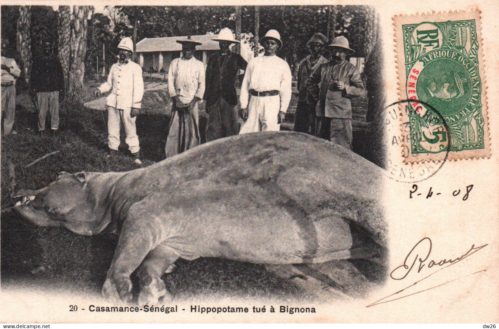 Casamance, Sénégal - Un Hippopotame Tué à Bignona - Carte N° 20 De 1908 - Sénégal