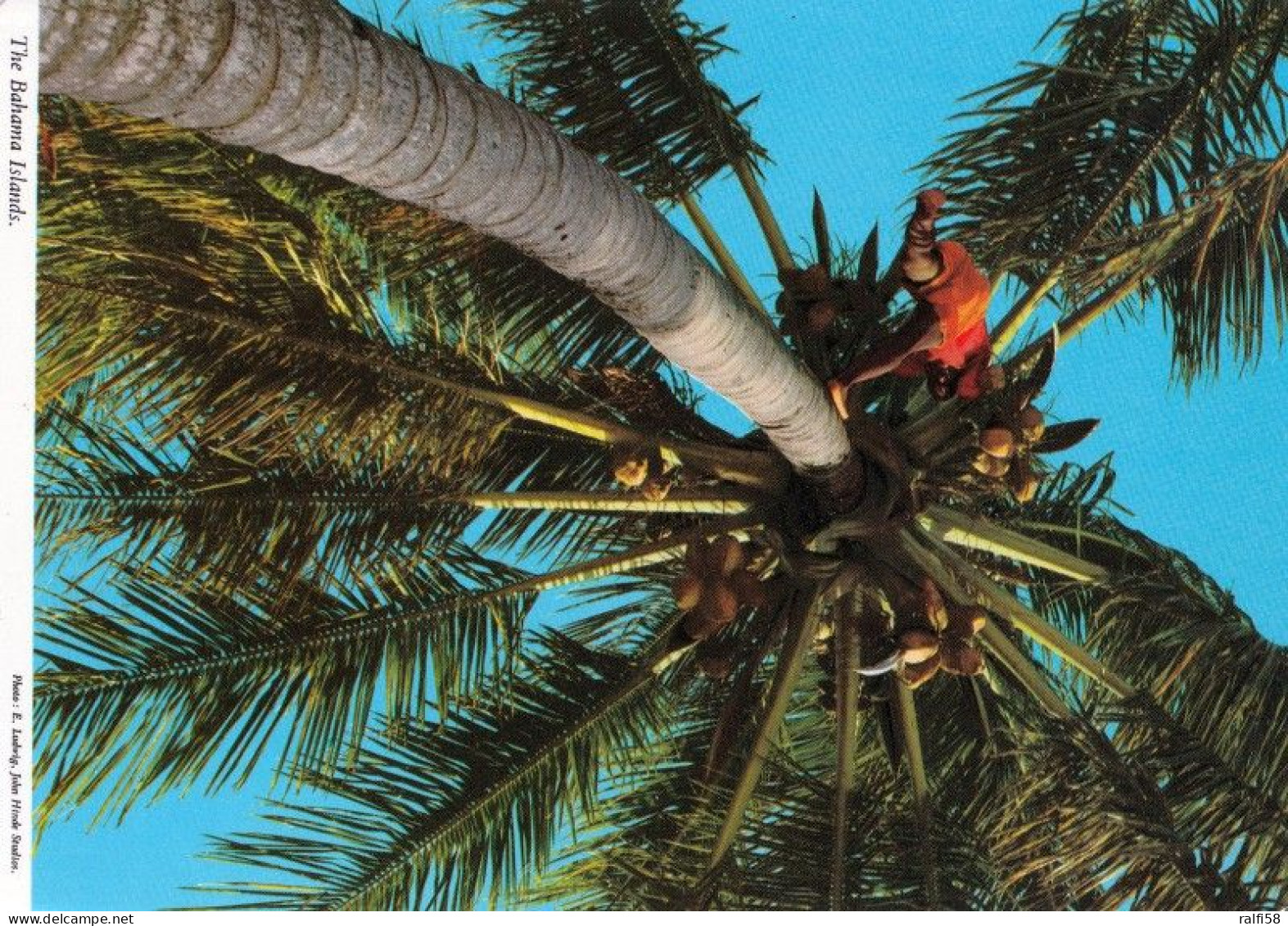 1 AK Bahamas * Kokosnussbaum Auf Den Bahamas * - Bahama's