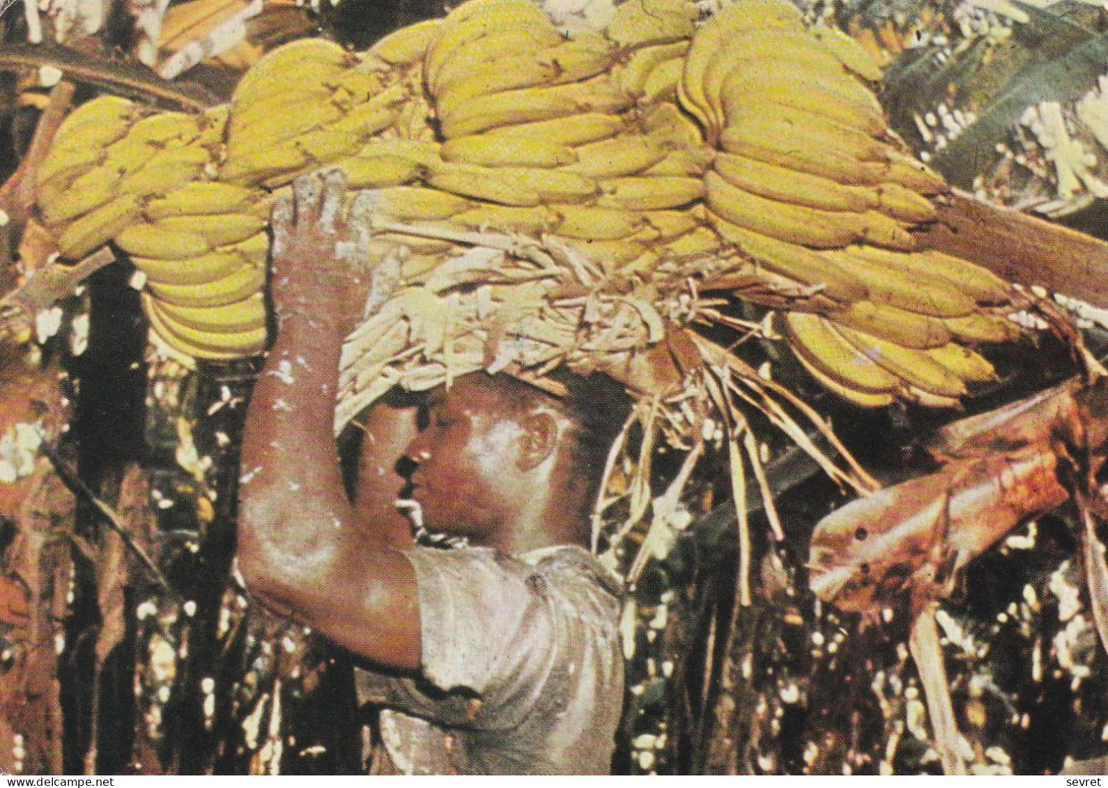 SAINT VINCENT  - Récolte De Bananes - Saint Vincent En De Grenadines