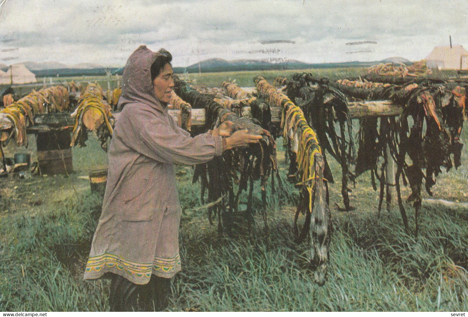 ETATS UNIS - Alaska - Séchage Des Peaux De Baleines - Autres & Non Classés