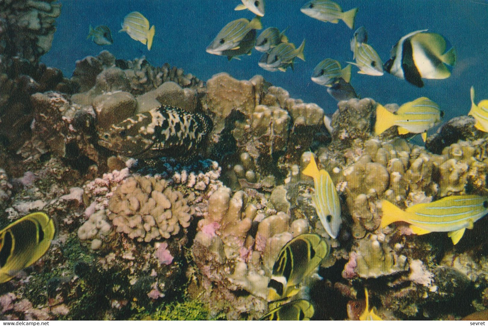 POISSONS DES TROPIQUES  - Jardin De Corail  Affranchissement Wallis Et Futuna   Superbe - Vissen & Schaaldieren