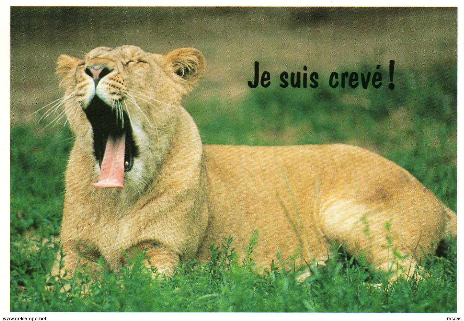 CPM - L - LION - JE SUIS CREVE - Lions