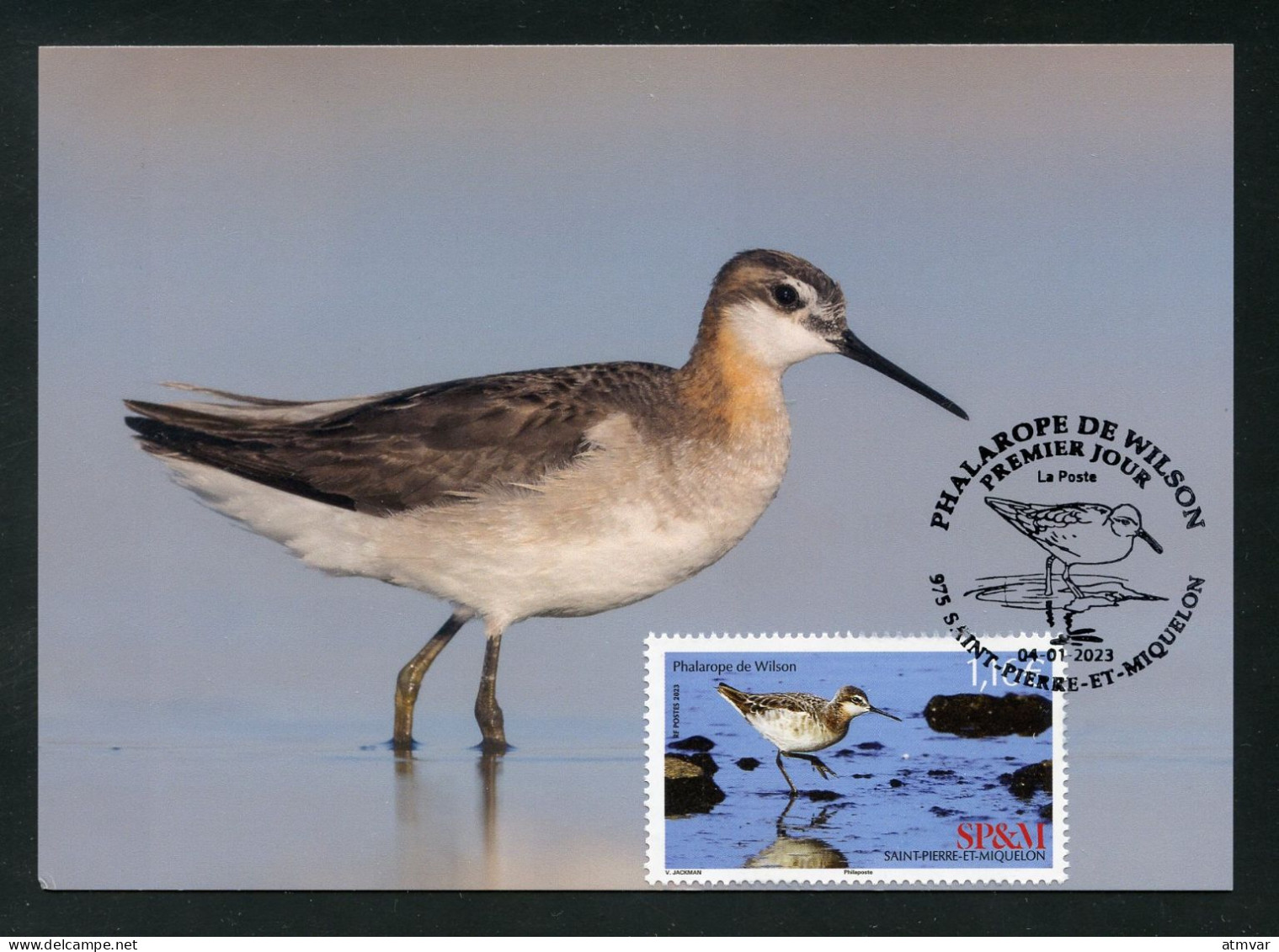 SAINT PIERRE ET MIQUELON (2023) Carte Maximum Card - Phalarope De Wilson, Phalaropus Tricolor, Bird, Oiseaux, Wader - Maximumkaarten