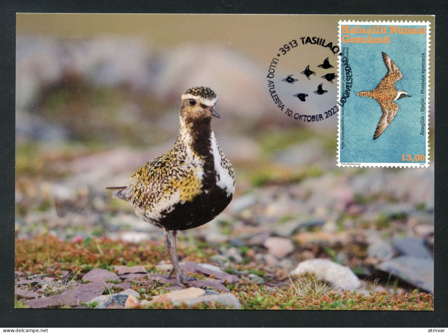 GREENLAND (2023) Carte Maximum Card - UN World Migratory Bird Day Golden Plover Pluvialis Apricaria Pluvier Doré Bird - Maximumkarten (MC)