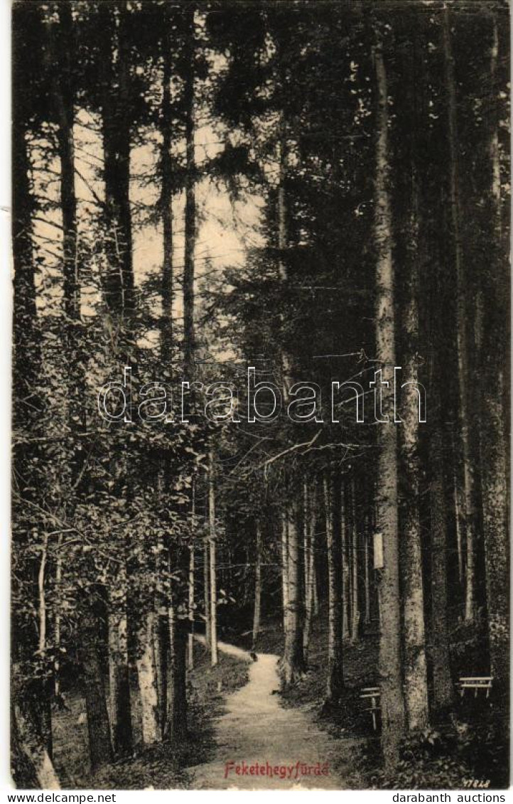 * T3/T4 1914 Feketehegyfürdő, Feketehegy, Cernohorské Kúpele (Merény, Vondrisel, Nálepkovo); Erdei út / Forest Road (Rb) - Unclassified