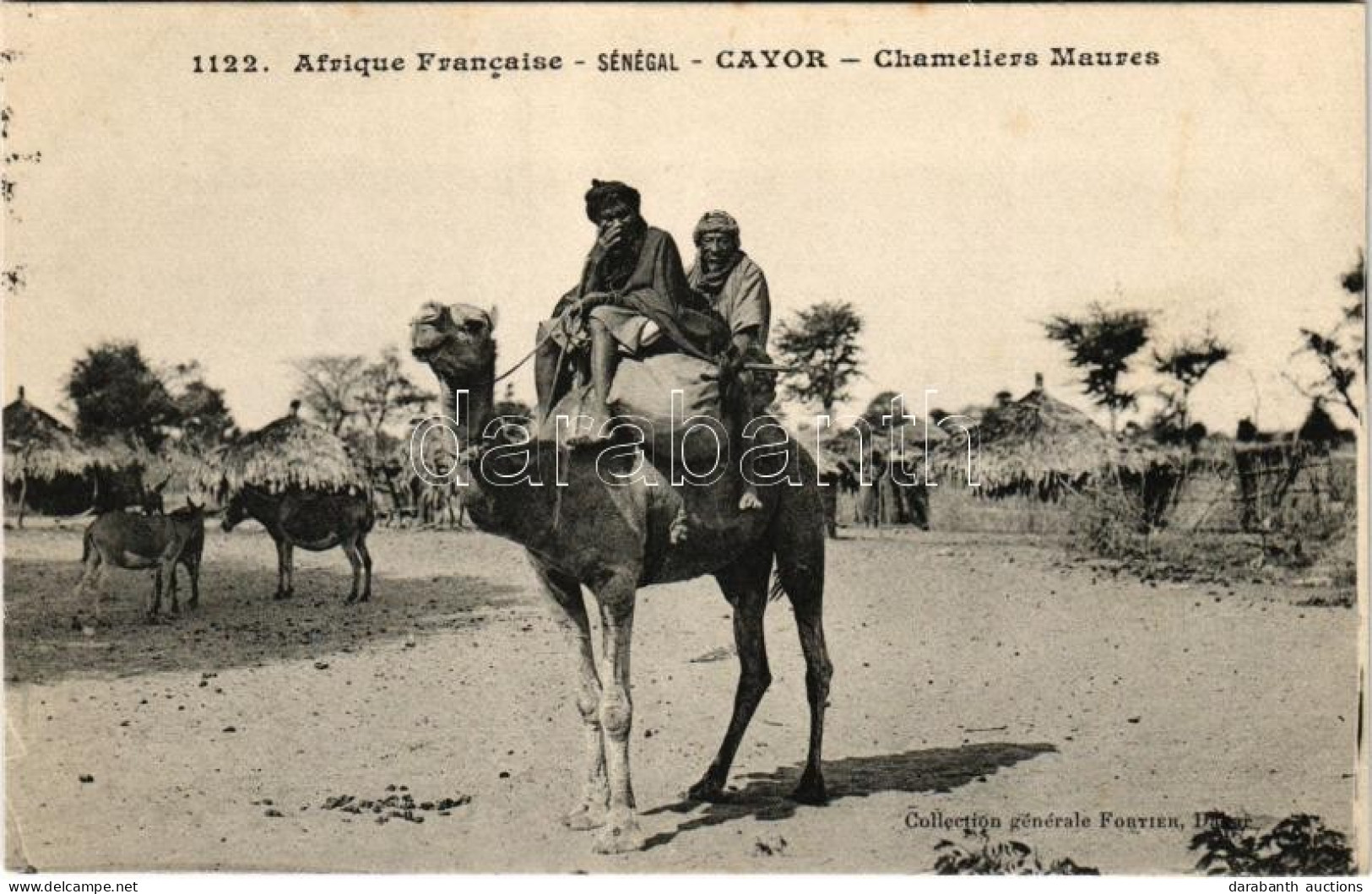 ** T1 Cavor, Chameliers Maures / Camel, Donkeys - Non Classés