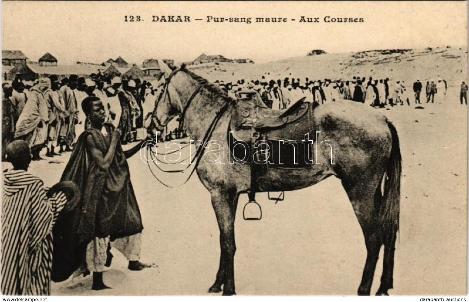 ** T1 Dakar, Pur-sang Maure, Aux Courses / Moorish Thoroughbred - Non Classés