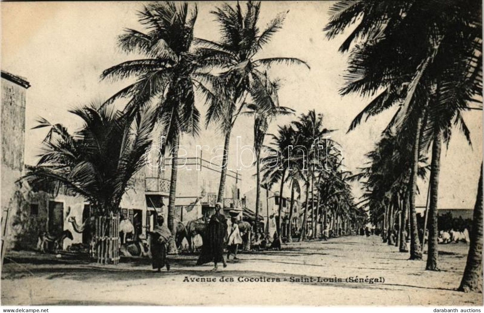 ** T1 Saint-Louis, Avenue Des Cocotiers / Street View, Coconut Trees - Zonder Classificatie