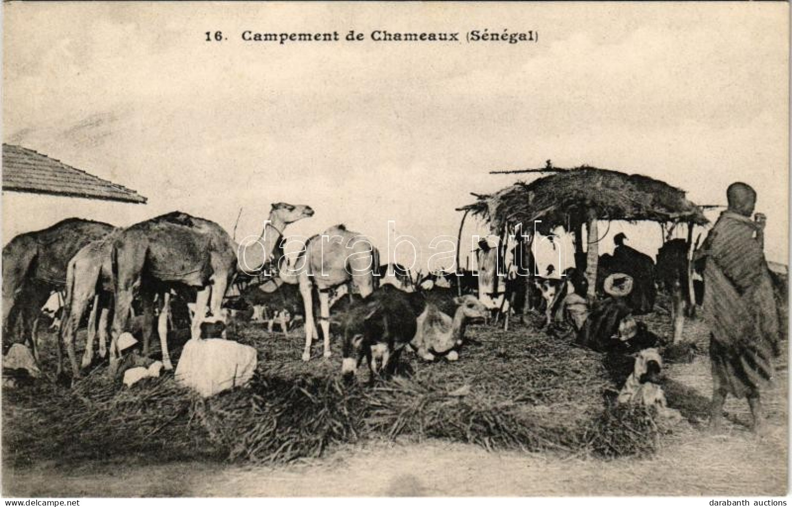 ** T1 Campement De Chameaux (Sénégal) / Camels Camp - Ohne Zuordnung