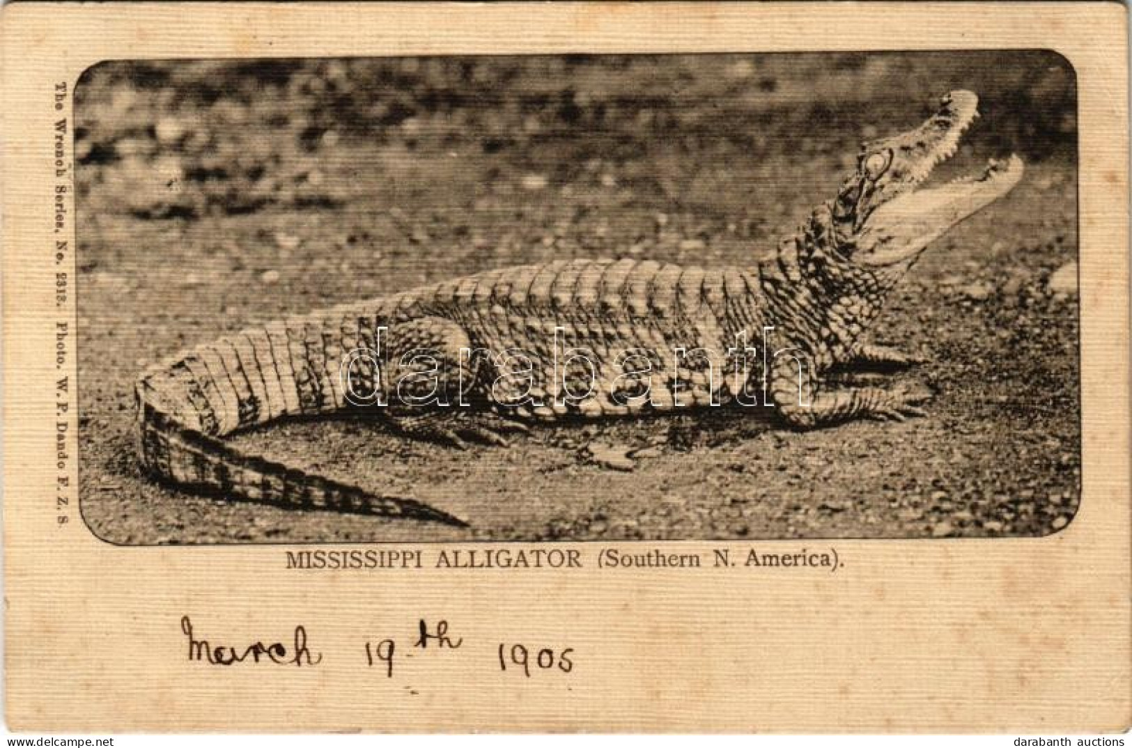 T2 1905 Mississippi Alligator (Southern N. America). The Wrench Series No. 2313. Photo. W. P. Dando (fl) - Non Classés