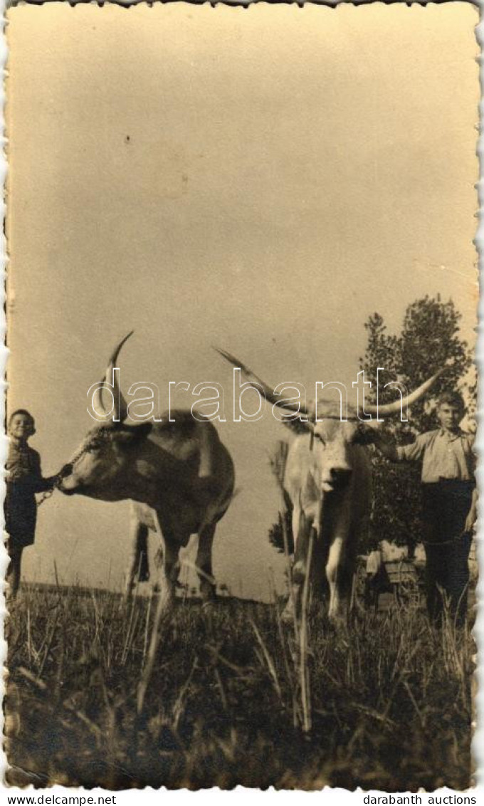 * T2 Szürkemarha / Hungarian Grey. Photo (EK) - Zonder Classificatie