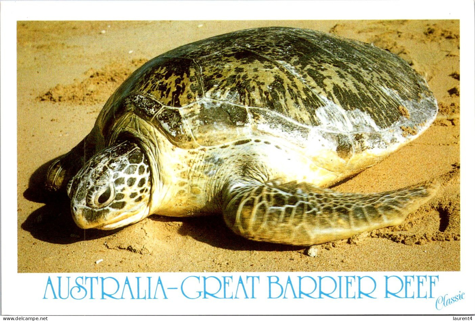 24-11-2023 (3 V 18) Australia & Tortoise / Tortues - Schildkröten