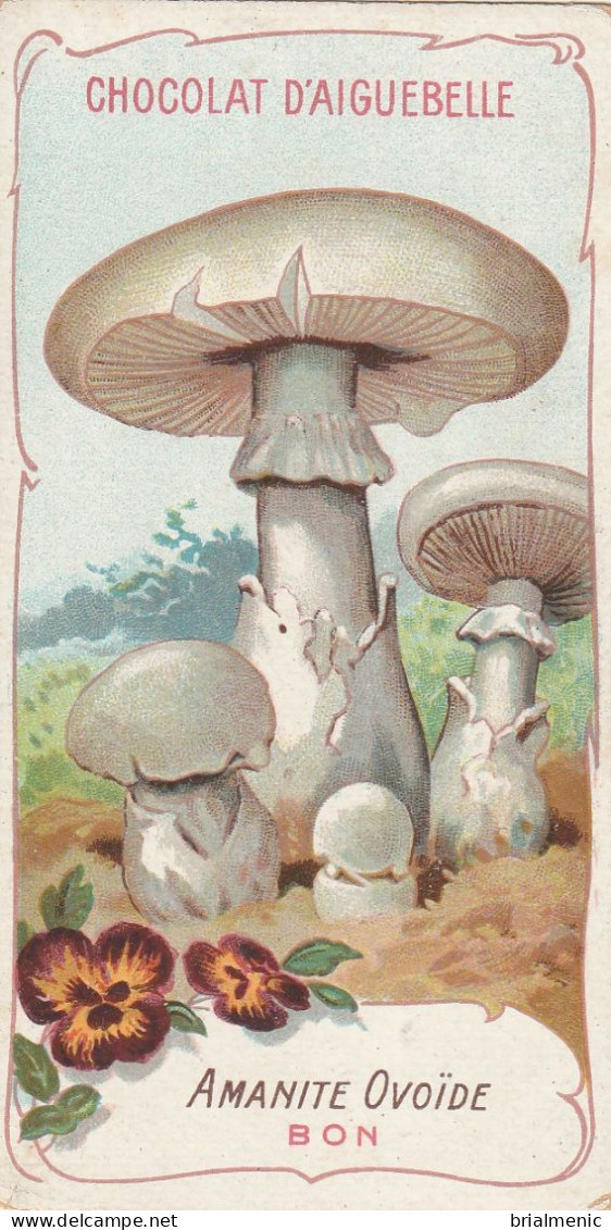 AMANITE OVOÏDE  Chromo Chocolat D'Aiguebelle - Champignons