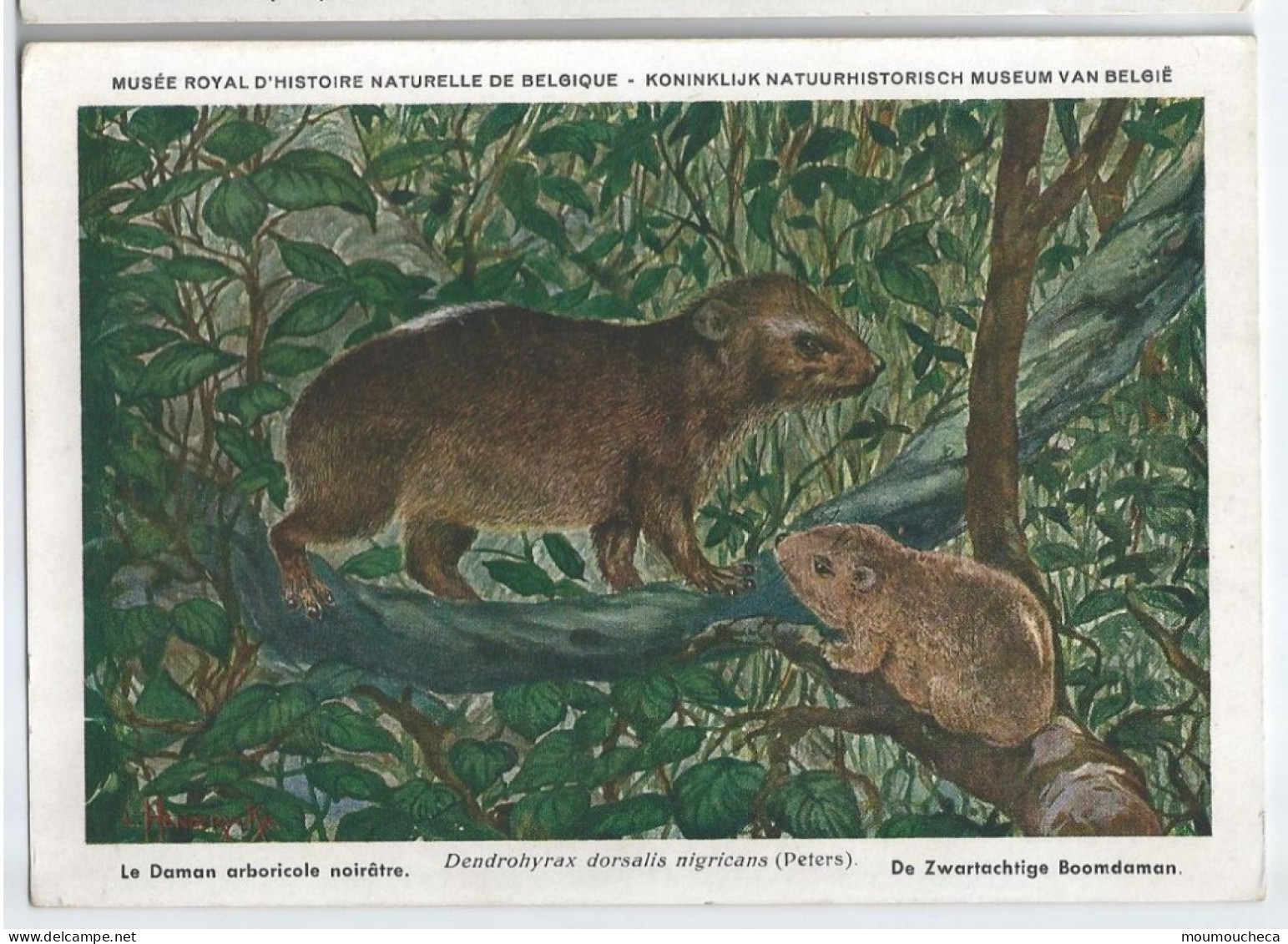 CP : Musée Royal D'histoire Naturelle De Belgique - Mammifères Protégés Au Congo - 29 Le Daman Arboricole ... (2 Scans) - Sammlungen & Sammellose