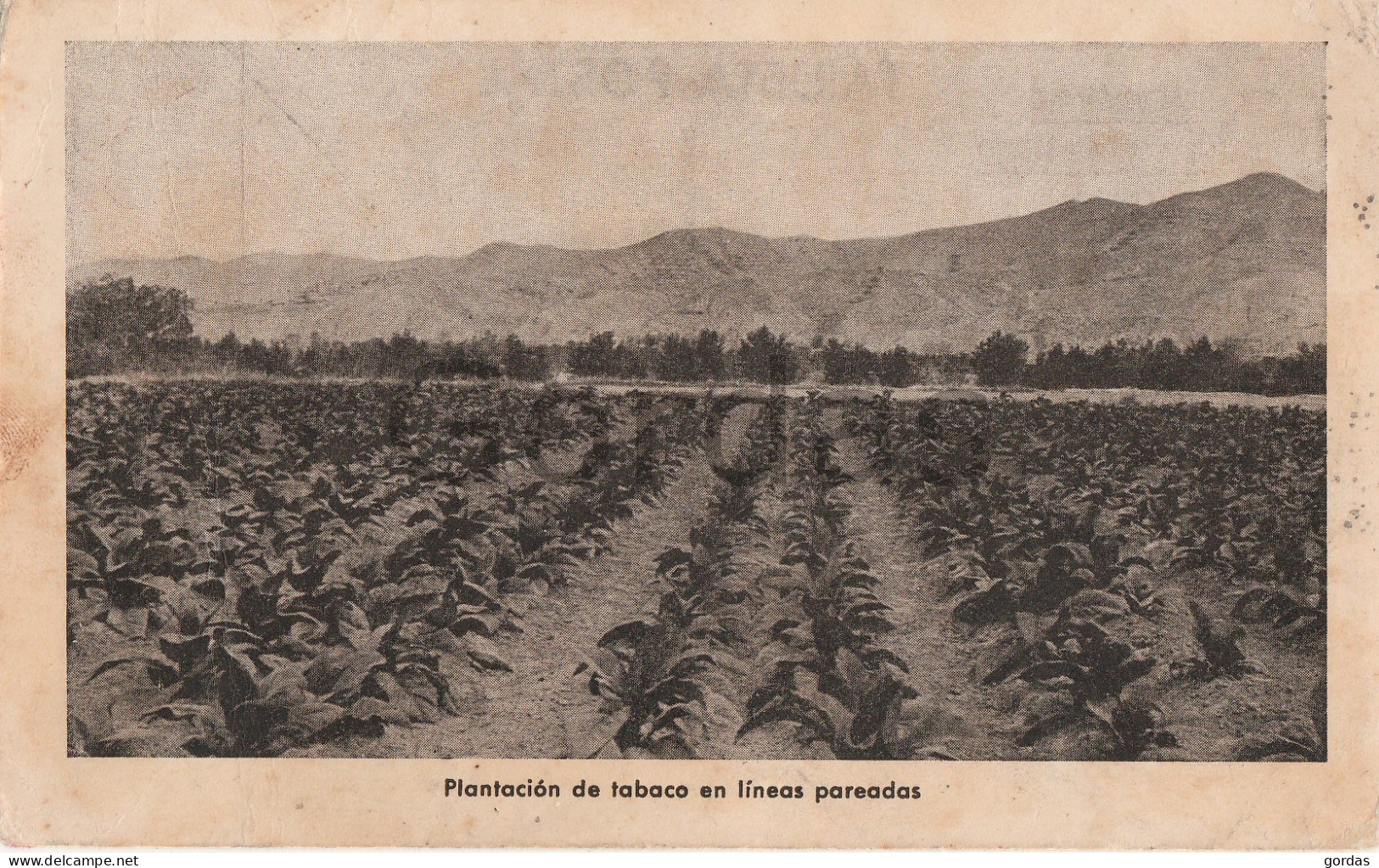 Plantacion De Tobaco En Lineas Pareadas - Tabak