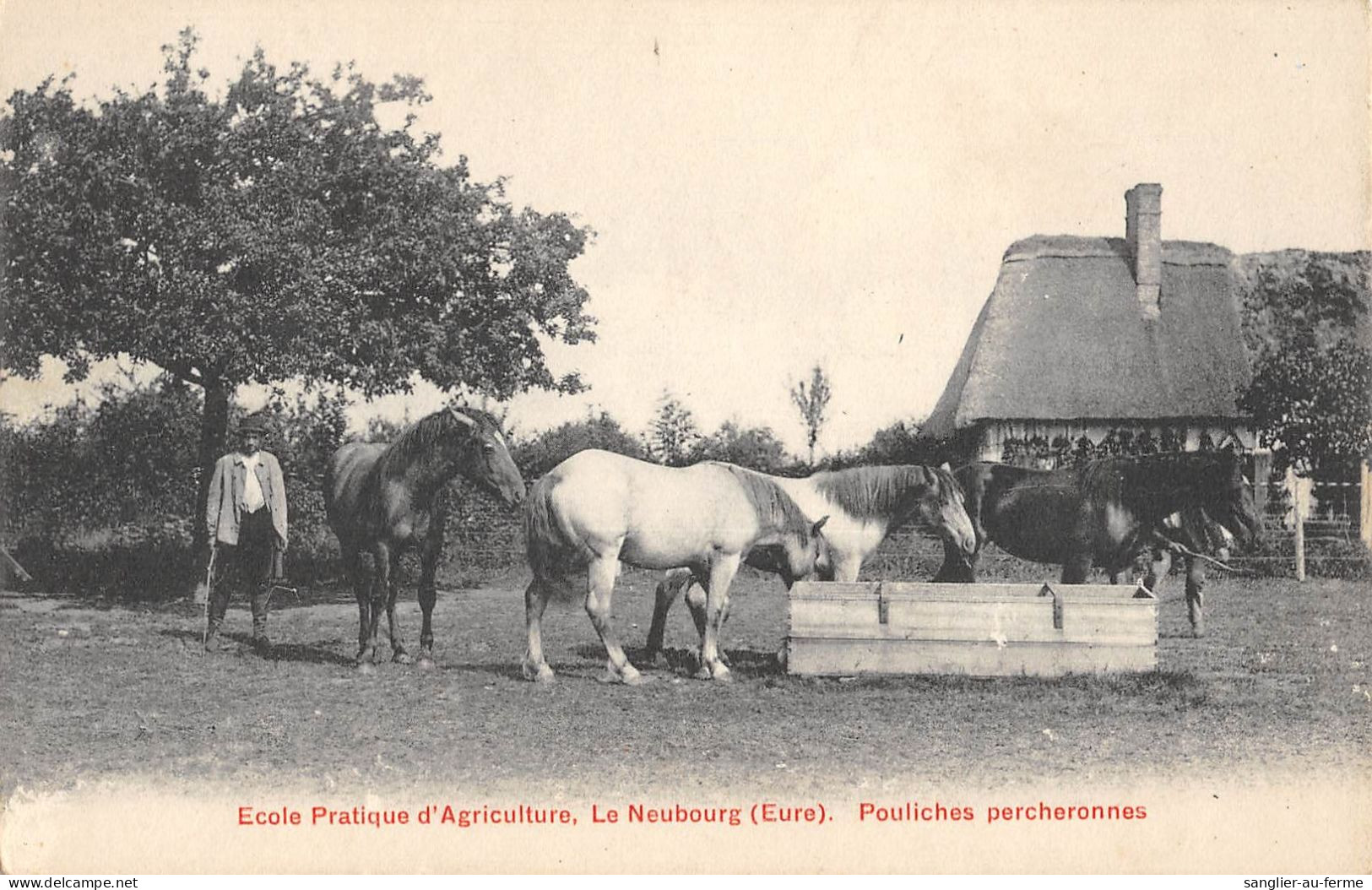 CPA 27 ECOLE PRATIQUE D'AGRICULTURE / LE NEUBOURG / POULICHES PERCHERONNES - Le Neubourg
