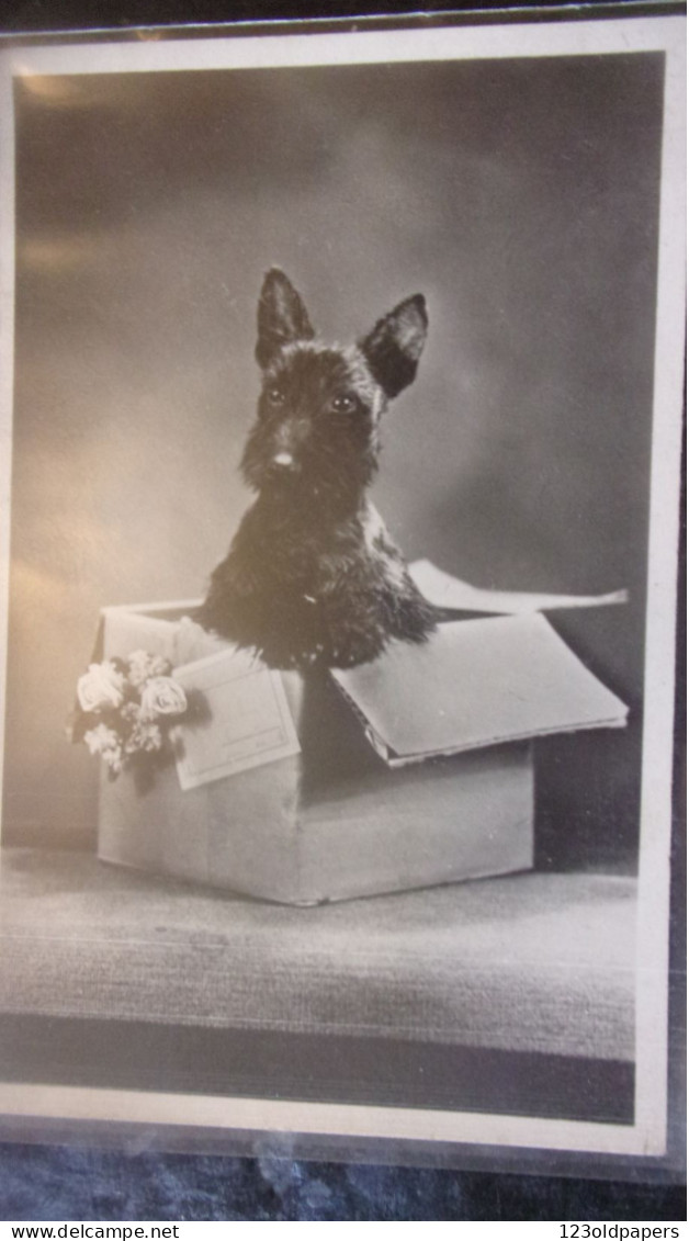 DOG CHIEN Scottish Terrier - Cani