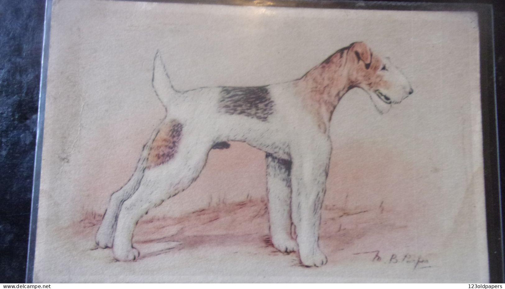 DOG CHIEN  FOX TERRIER ILLUSTRATEUR - Dogs