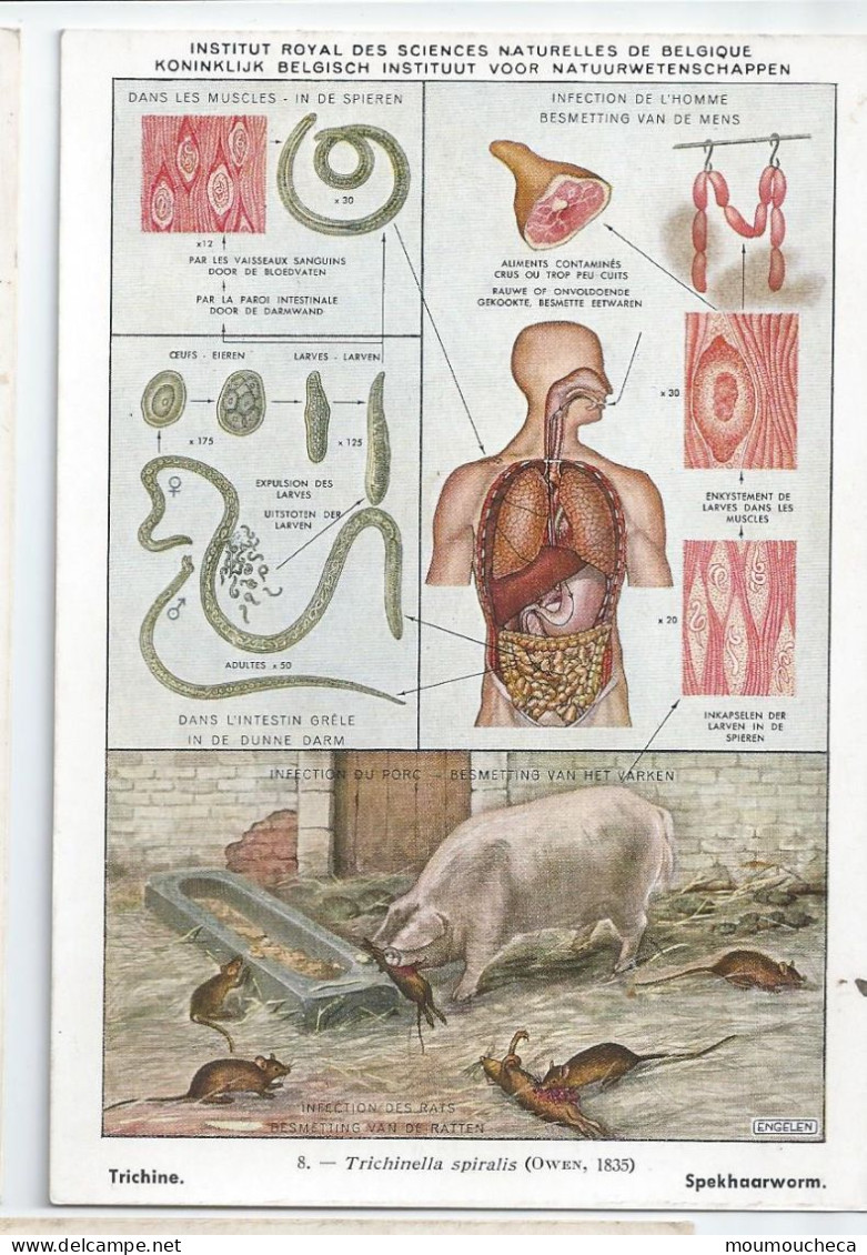 CP : Institut Royale Des Sciences Naturelles De Belgique - Vers Parasites De L'homme - 8 Trichine (2 Scans) - Collections & Lots