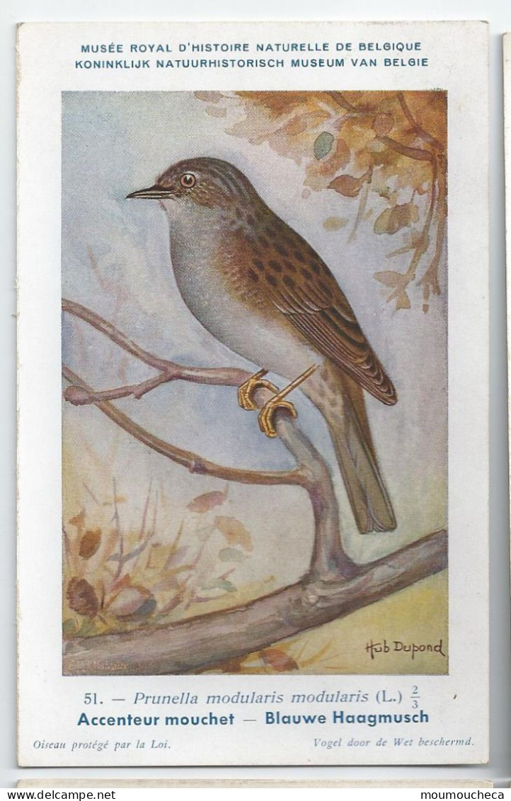 CP : Musée Royale D'histoire Naturelle De Belgique - Oiseaux - N° 51 Accenteur Mouchet - Signé Hub. Dupond (2 Scans) - Collezioni E Lotti